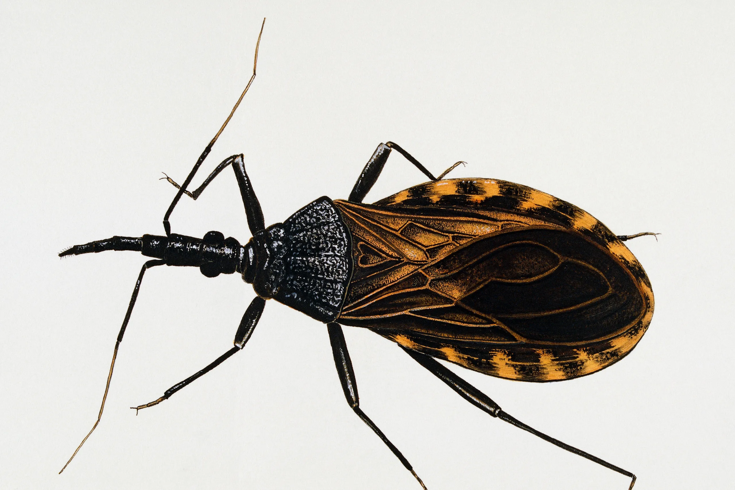 bug