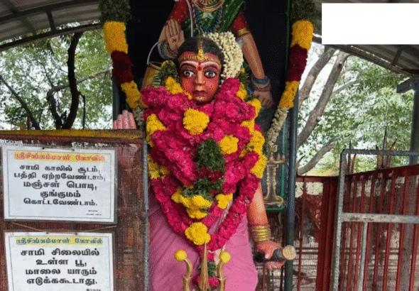 Pandi board