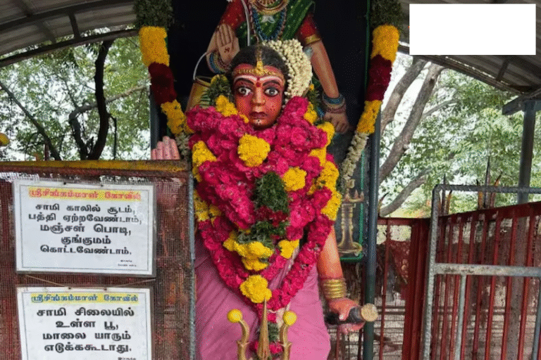 Pandi board