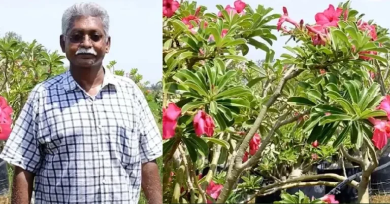 thiruvallur-farmer-desert-rose-