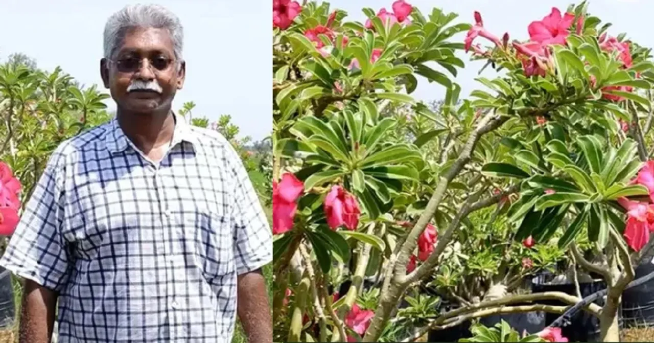 thiruvallur-farmer-desert-rose-